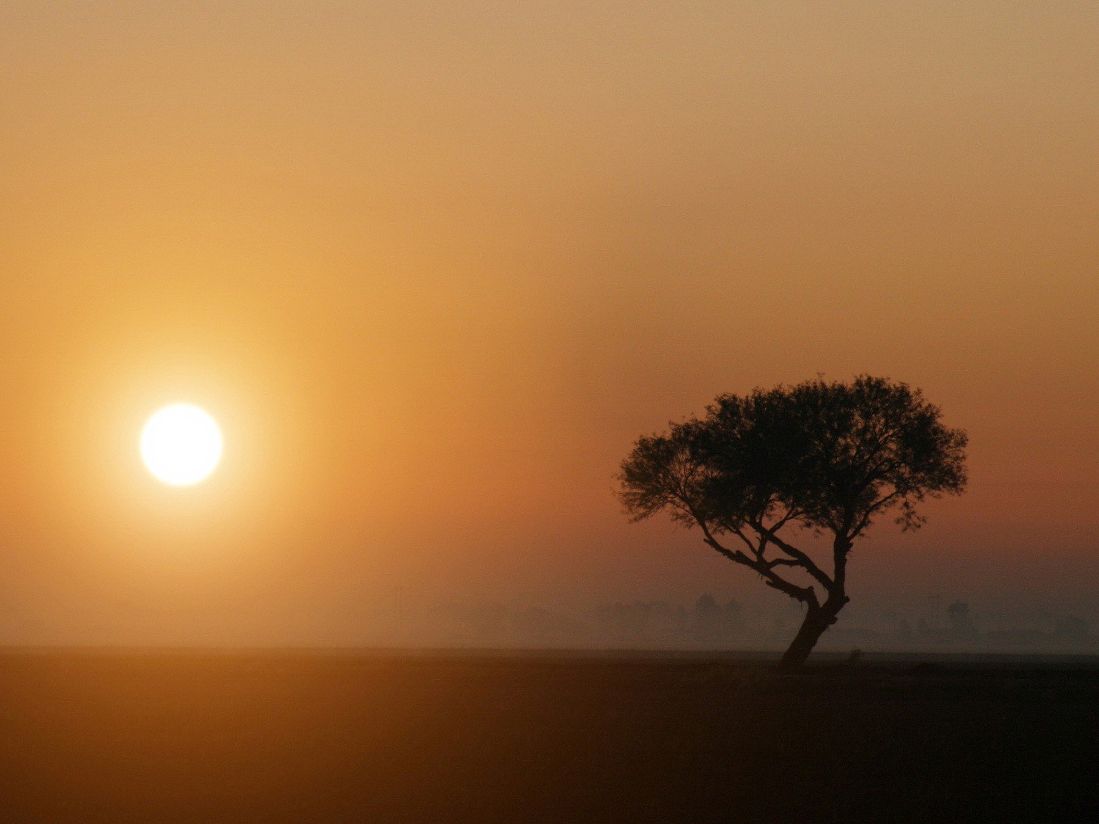 sol árbol niebla