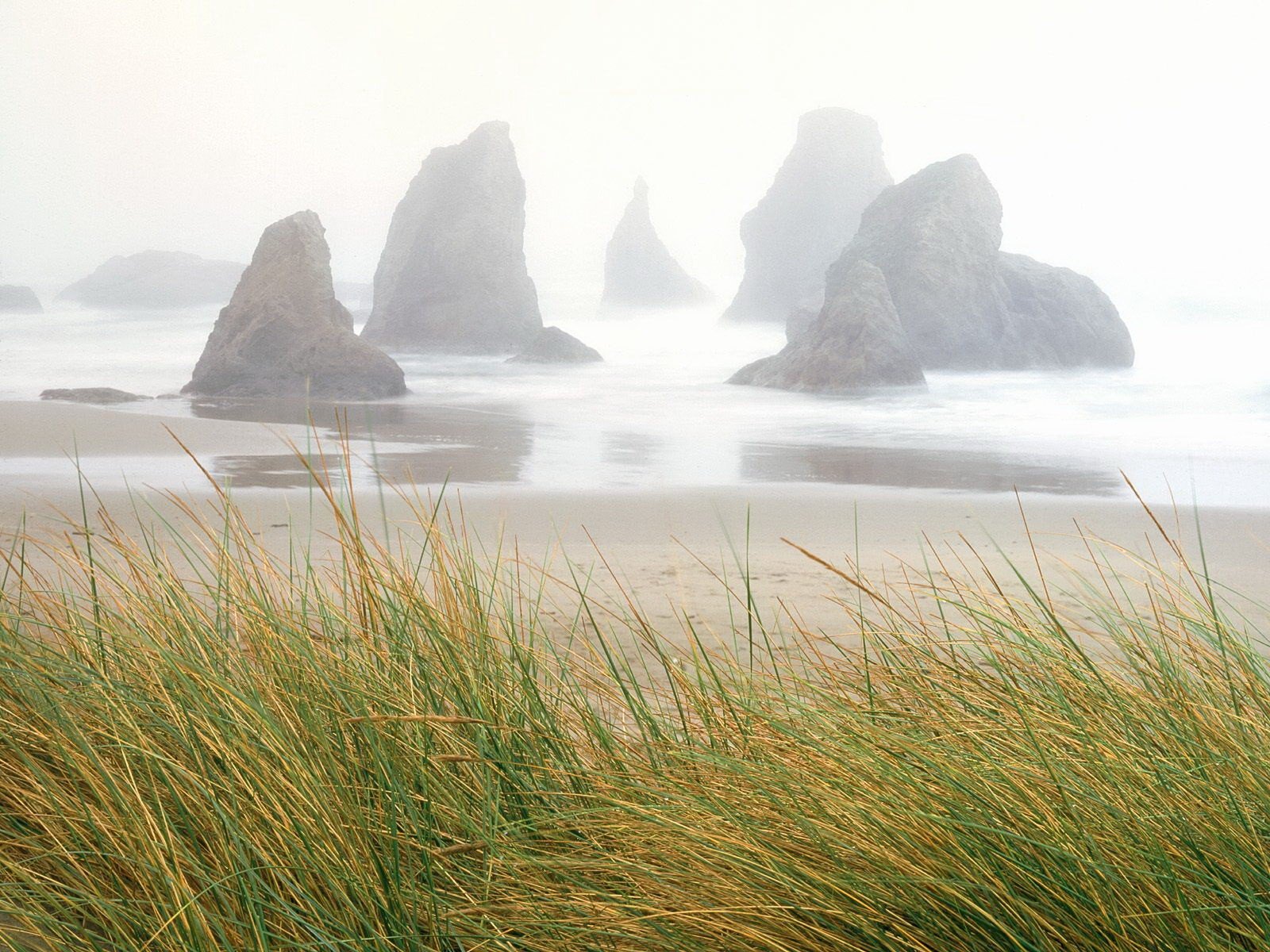 nebel meer felsen gras