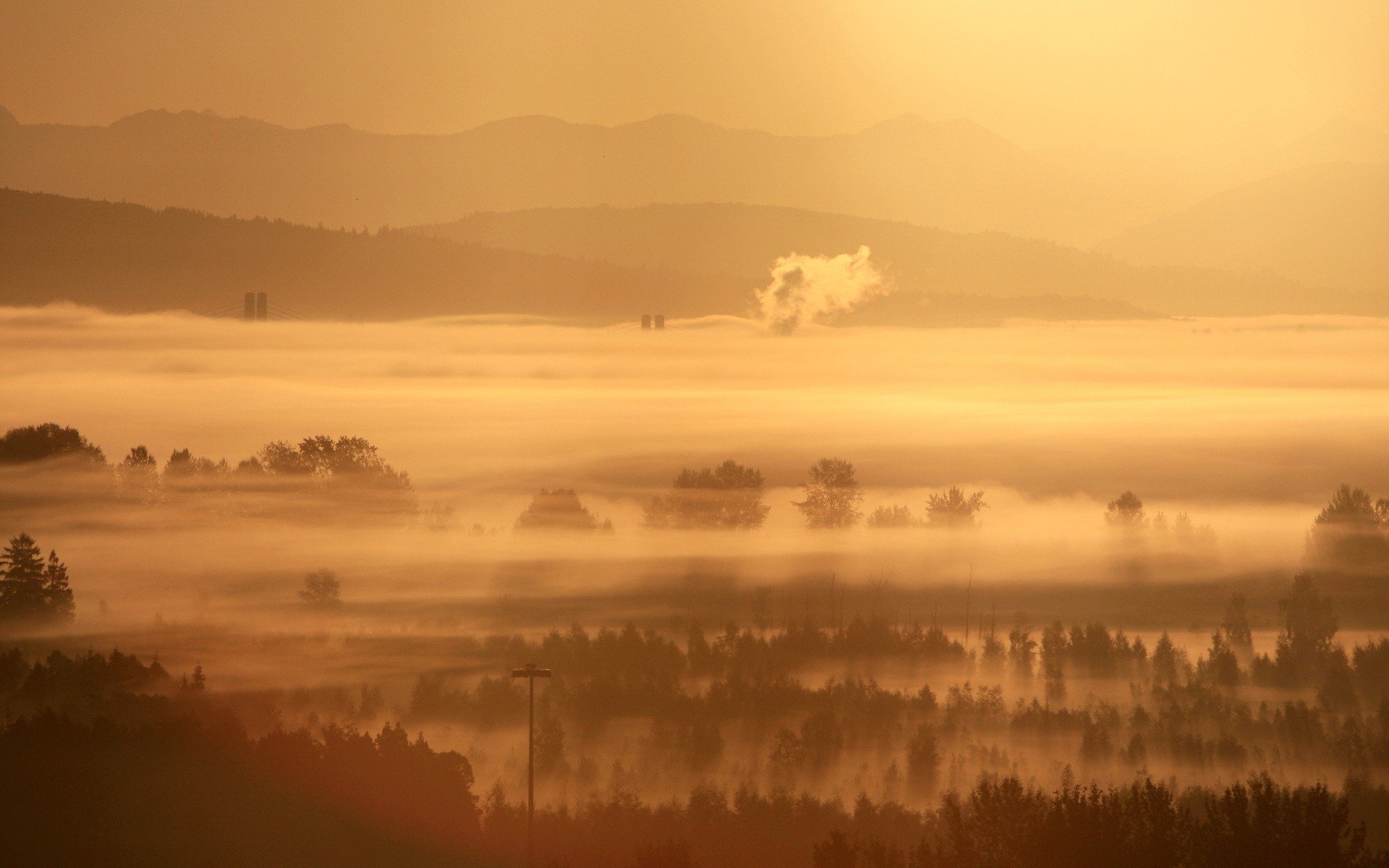 brouillard arbres matin