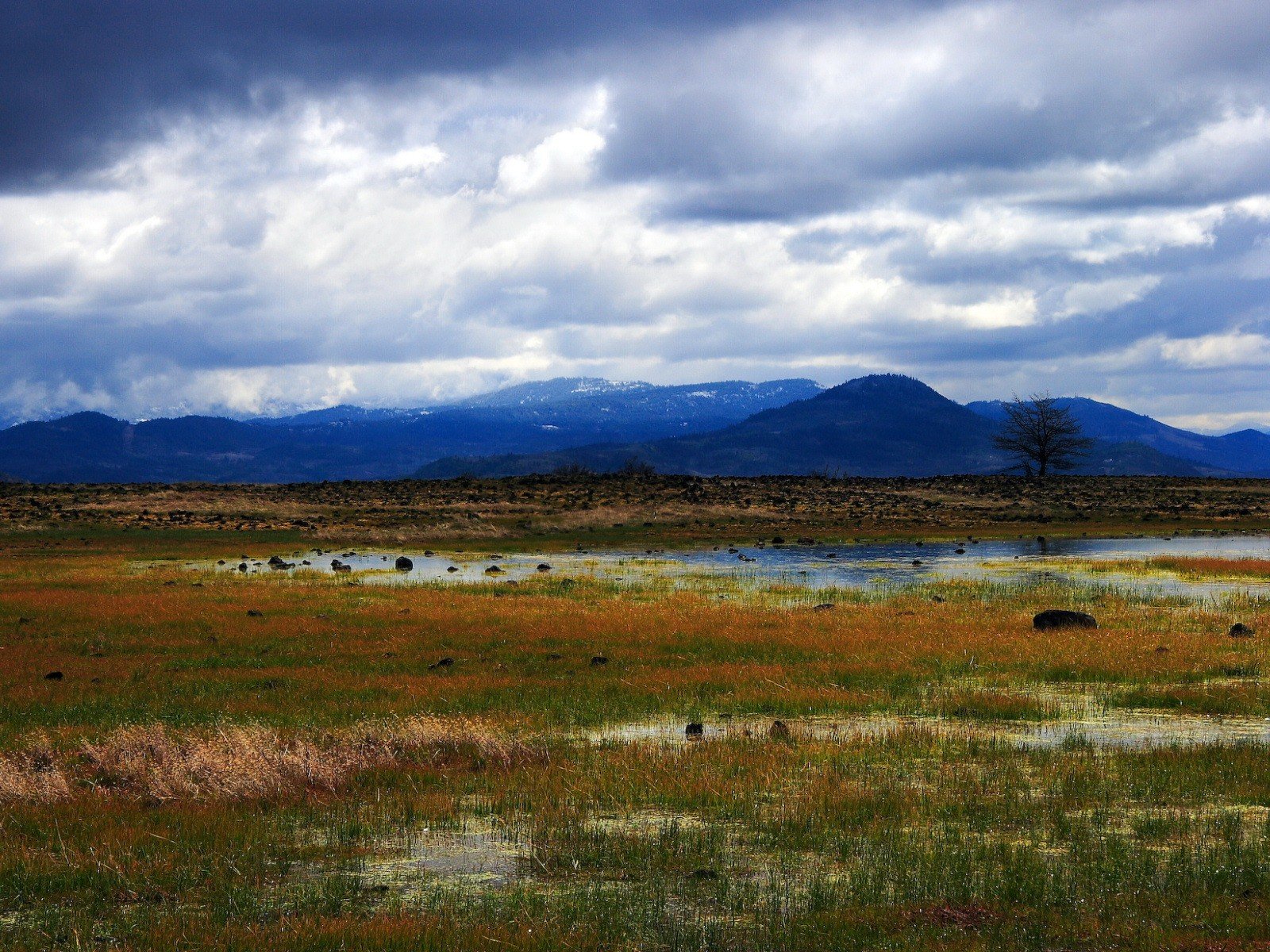 grass bog mountain