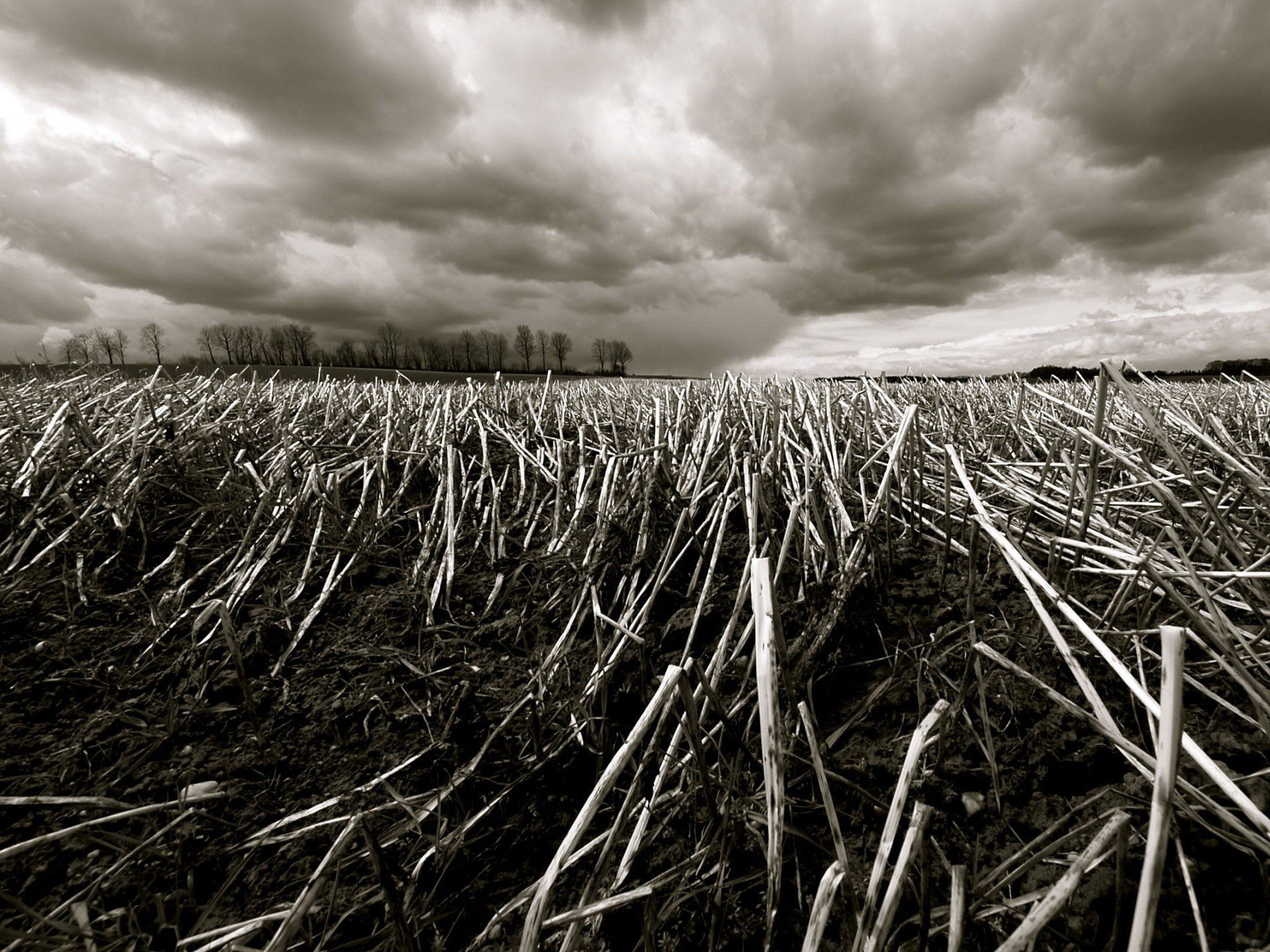 branches the field grass tree autumn