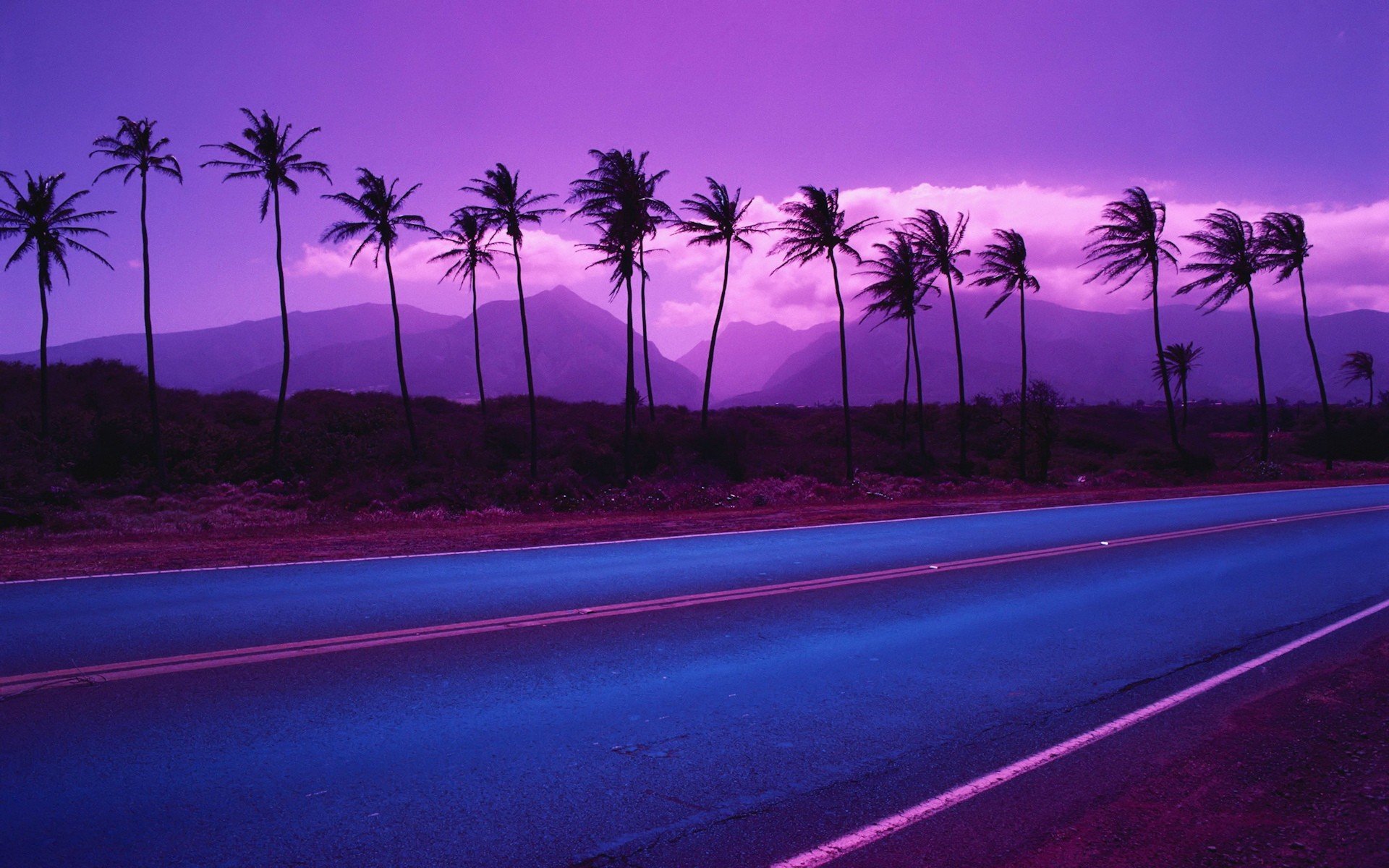 road palm mountain flower