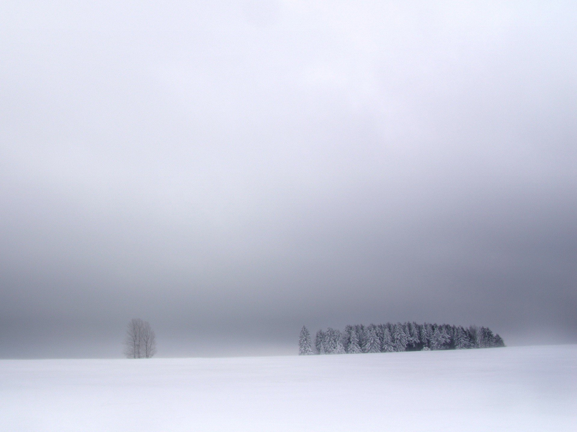 bäume winter schnee