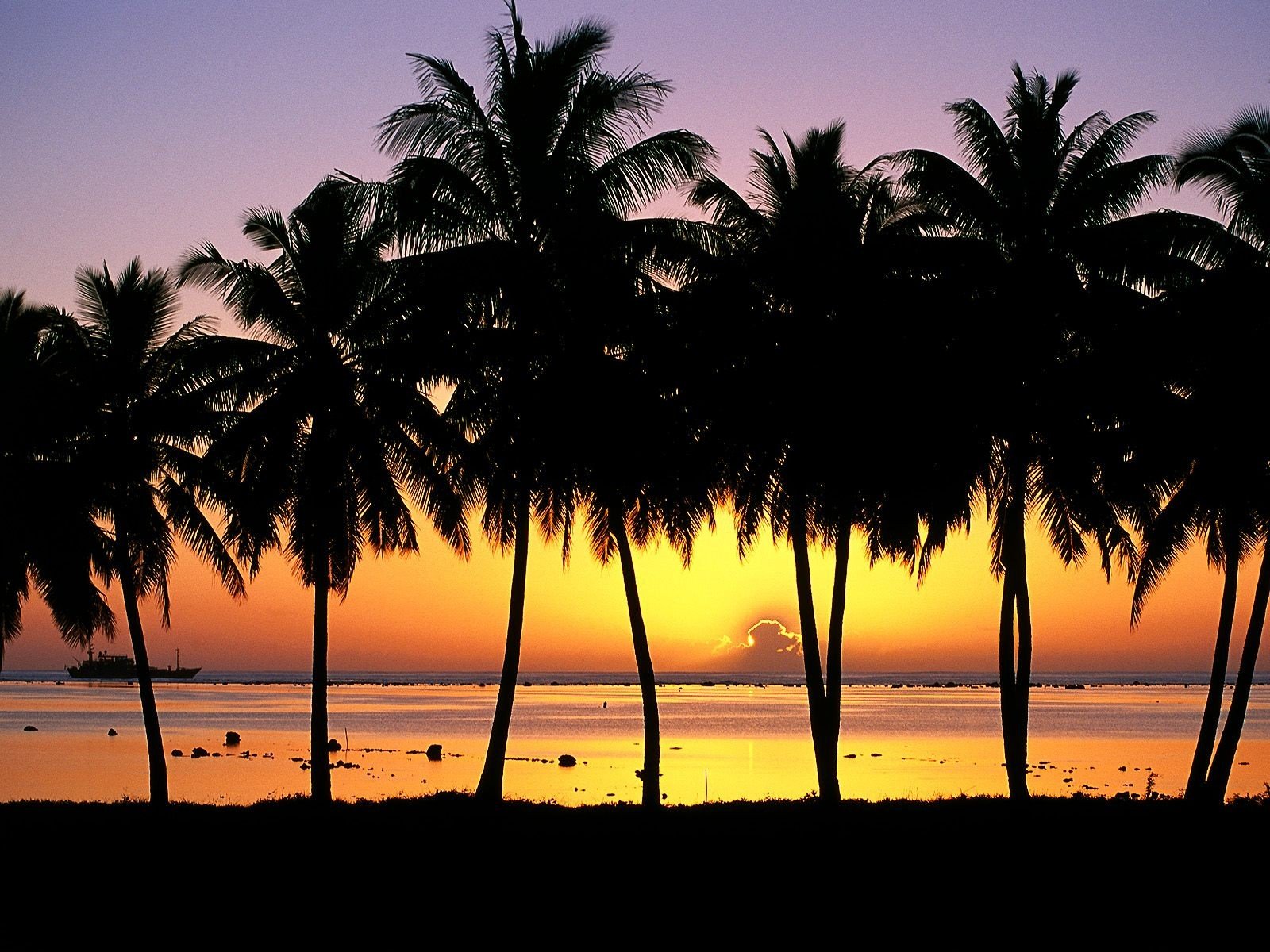 aitutaki island sunset palm