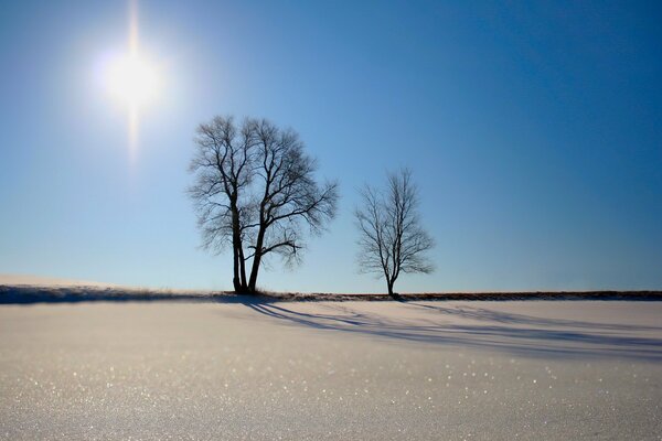 Arbres sur le sable sous le soleil