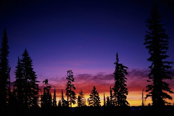 Trees against the sunset sky