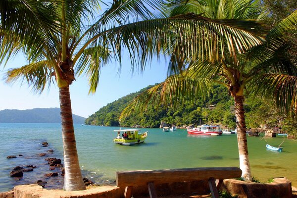 Barcos de colores en la bahía con palmeras