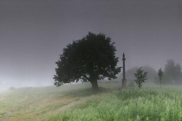 Arbre solitaire dans le brouillard du matin