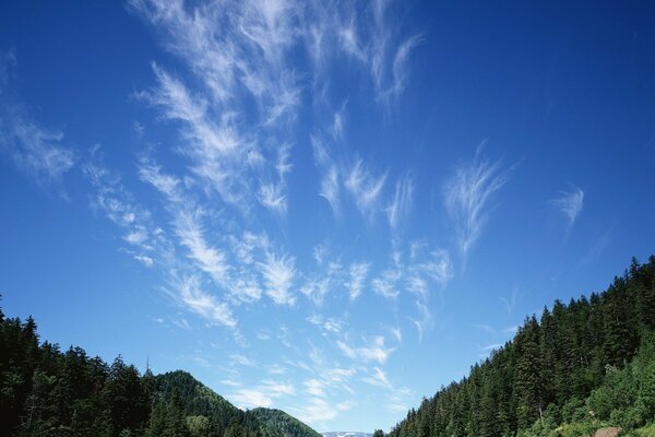 There are some large snow-white clouds in the sky above the forests