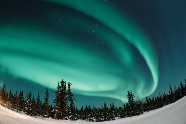 Turquesa Aurora boreal sobre el bosque