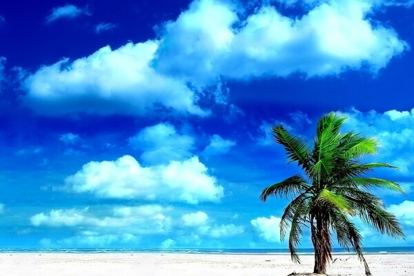 A lonely palm tree blooms on the sand and white clouds are visible in the distance