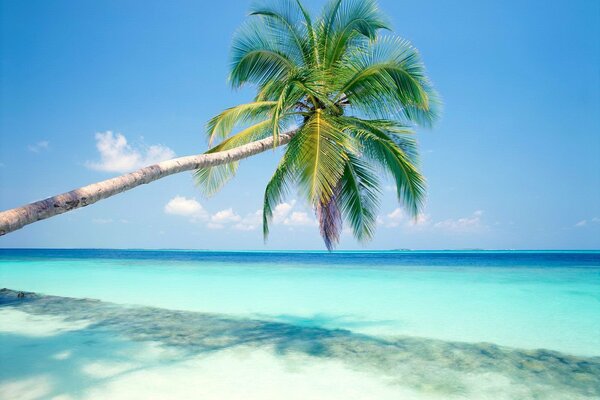 Godimento paradisiaco sulla spiaggia di sabbia bianca