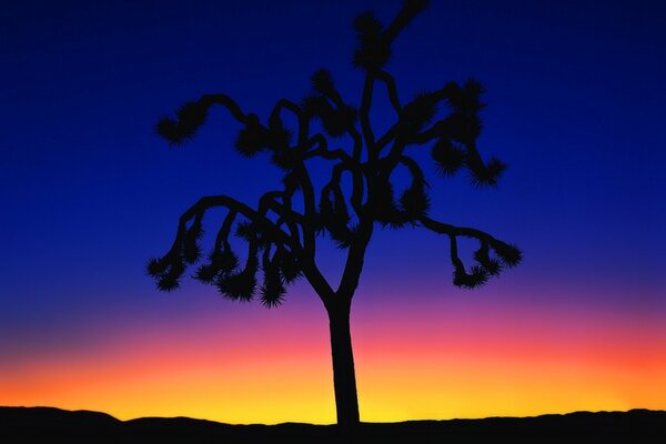 A tree of unusual shape against the background of sunset