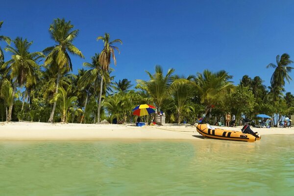 Vacances sauvages sur l île avec des palmiers