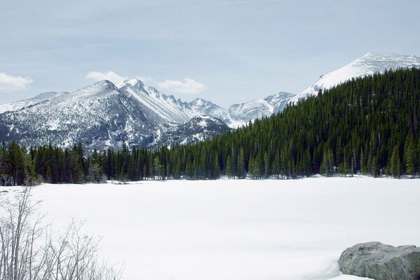 Green winter forest on the background of mountains