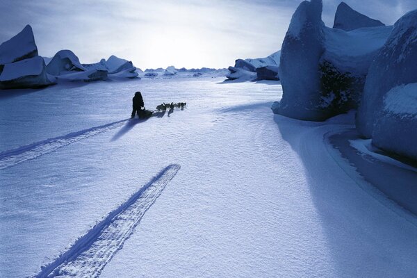 Slitte trainate da cani che corrono attraverso la pianura innevata