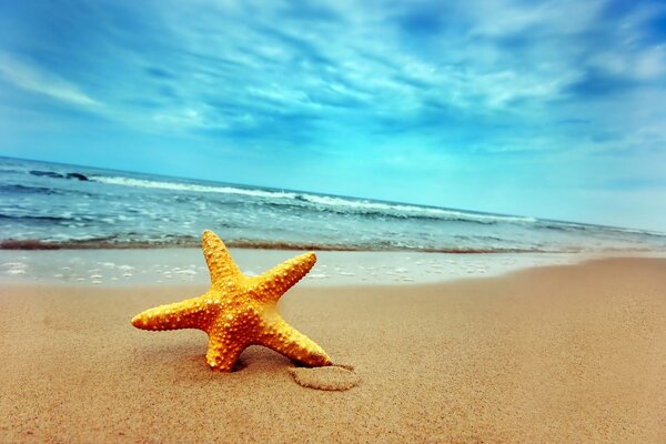 Морская звезда в песке на берегу моря