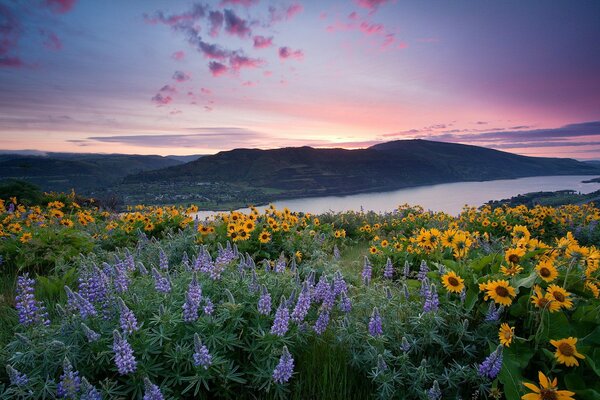 Landschaft des morgendlichen Flusses und der Wildblumen