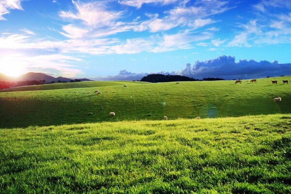 Prato verde e gregge di pecore