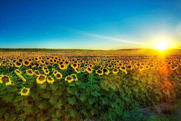 Golden field of summer sunflowers