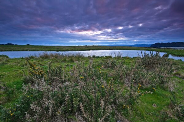 Espinas en la orilla del lago en una noche nublada