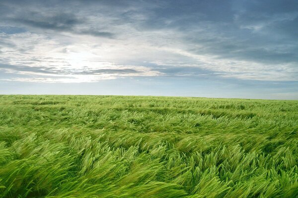 The green field is dancing in the wind