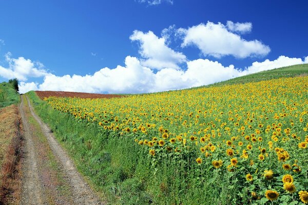 Auf dem Weg mit Wolken durch Sonnenblumenfelder