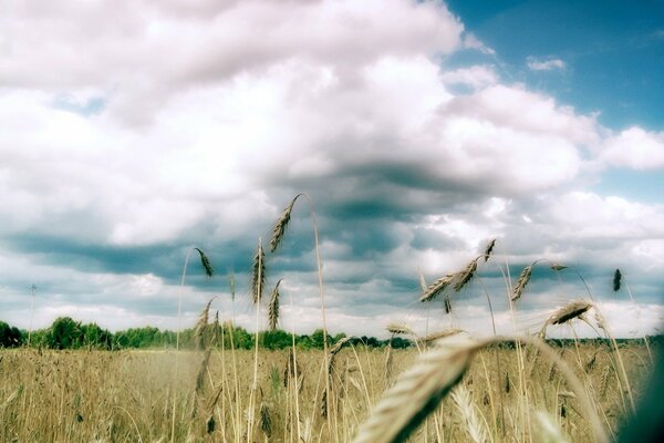 Trees in a field against a background of clouds