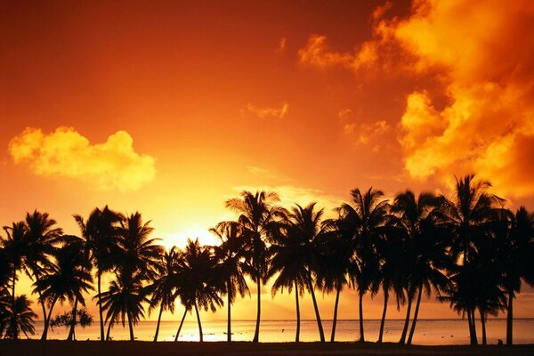 Palm trees on the background of a cloudy sunset