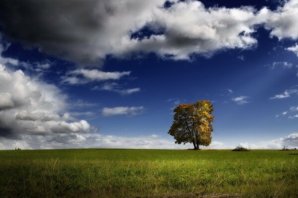 Un albero solitario in un campo circondato da soffici nuvole bianche