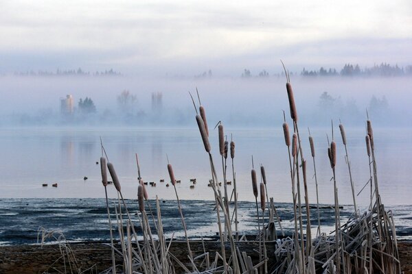 Reeds on the background of fog