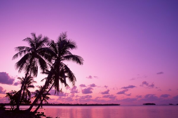 Palm trees at sunrise on vacation by the sea