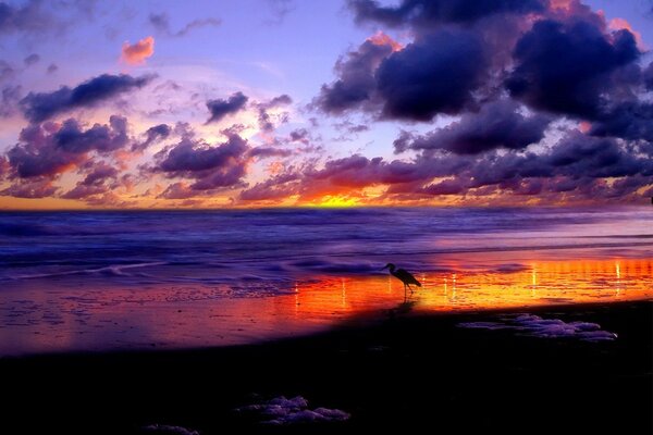 Stork on the seashore at sunset