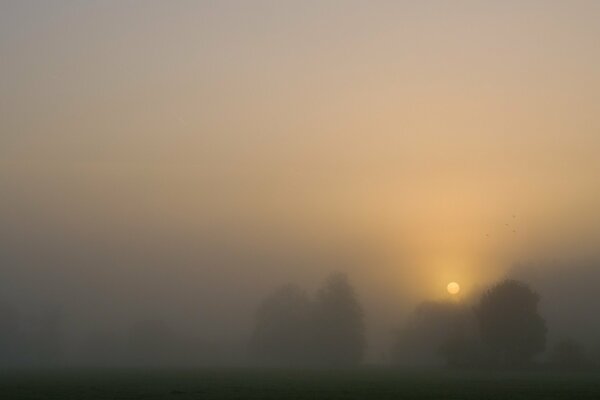 Coucher de soleil sur fond de brouillard et d arbres