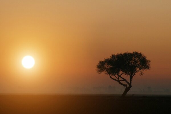 Árbol solitario bajo el sol en la niebla