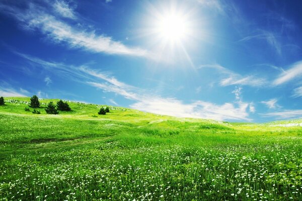 A green field under a blue sky