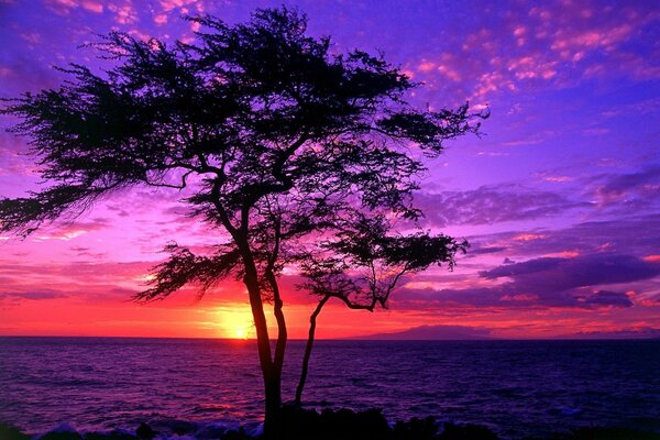 Baum auf dem Hintergrund eines bunten hawaiianischen Sonnenuntergangs