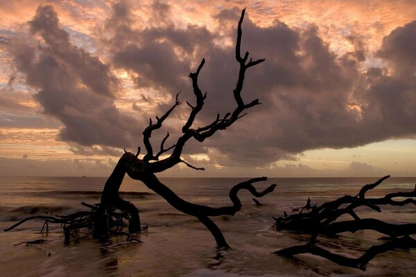 Rama negra en el mar en medio de nubes de tormenta