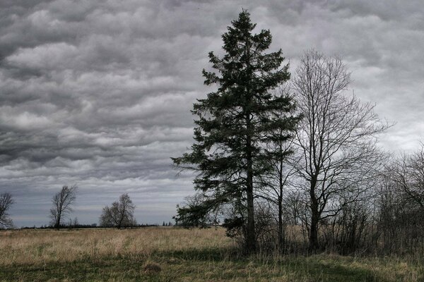 A tree against the background of cloudy weather