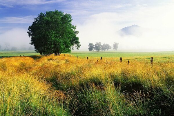 A lone tree against the background of yellow autumn grass, mountains are visible in the mist