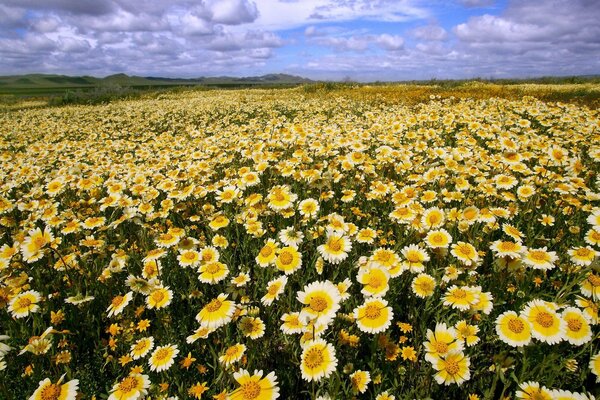 Chamomile field under a peaceful sky