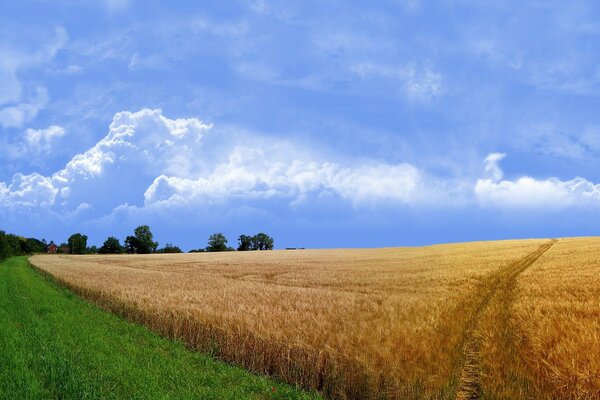 Strada nel campo di grano con erba