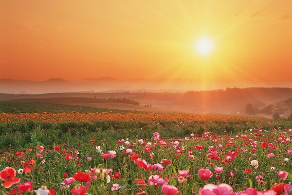 Wildblumen bei Sonnenuntergang