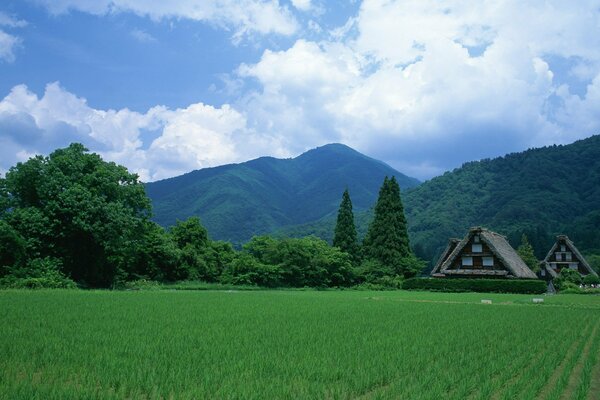 A field with a Japanese house surrounded by greenery