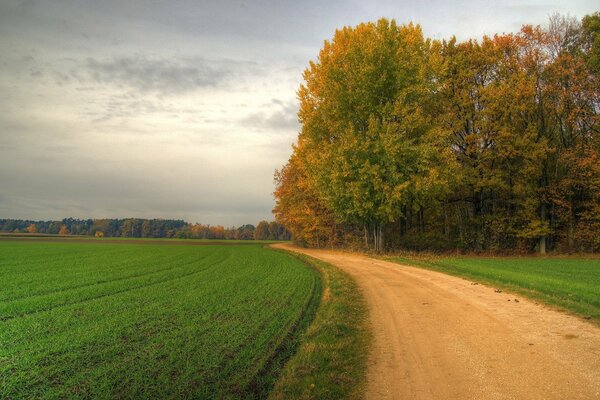 Waldweg. feld in der Nähe des Waldes