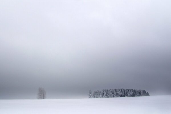 A group of trees in snowy silence