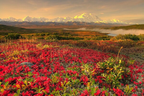 Fleurs rouges dans les montagnes