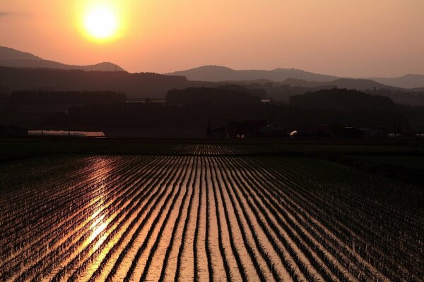 Durch den Dunst die Sonne über dem Reisfeld