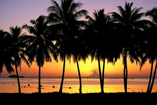 Palmiers sur fond de coucher de soleil. Île Aitutaki