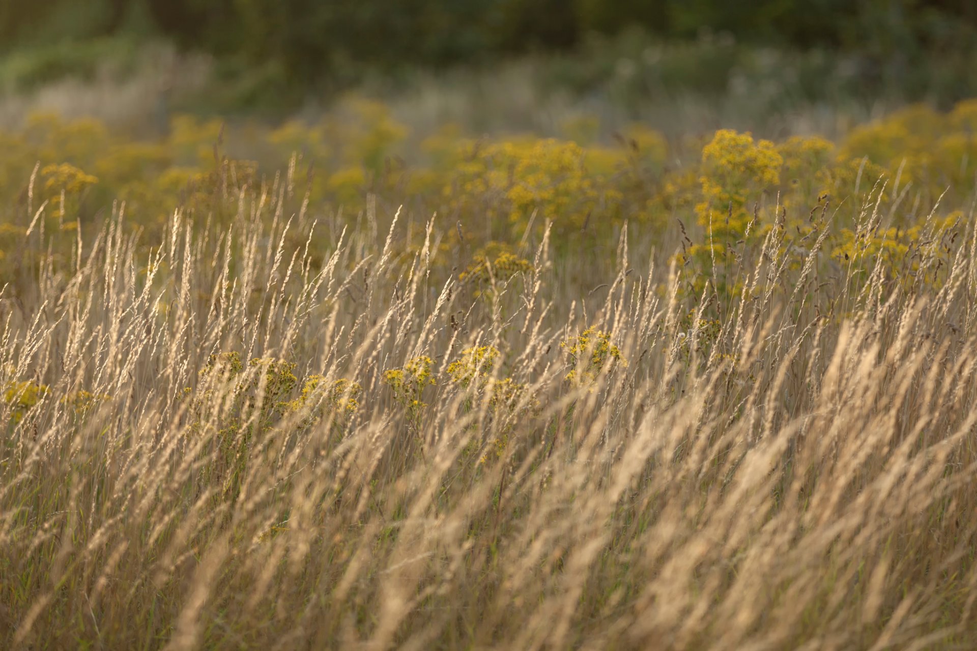 trawa lato bokeh